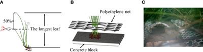 Assessment of the establishment success of surfgrass Phyllospadix iwatensis from shoots in a leaf trimming method: implications for large-scale restoration